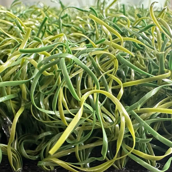 Mono-B 65 Baseball Artificial Turf