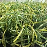 Mono-B 65 Baseball Artificial Turf