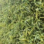 Mono-B 65 Baseball Artificial Turf