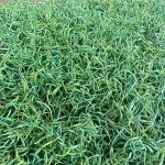 Mono-B 65 Baseball Artificial Turf