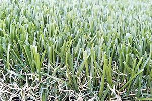 Commercial Turf