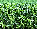 Emerald Series Synthetic Turf Practice Green