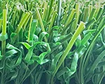 Golf Fairway Turf