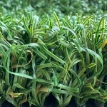 Artificial Multi-Sport Turf