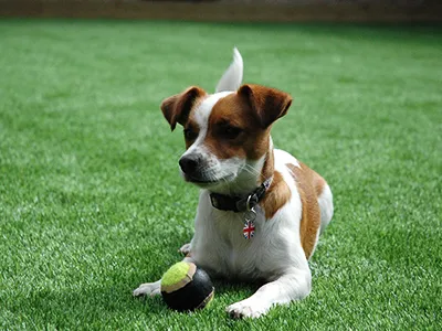 Pet Turf