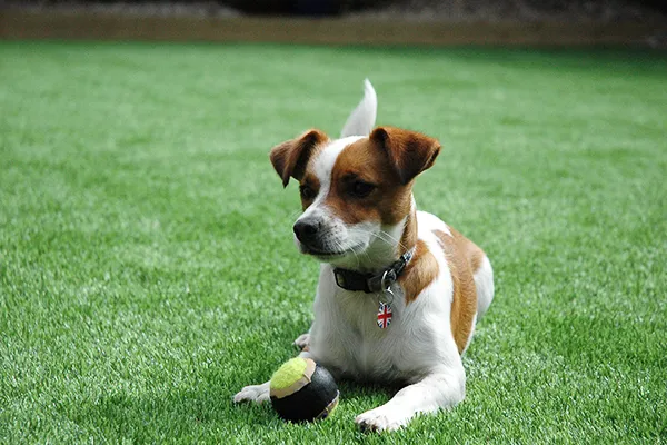 Pet Turf