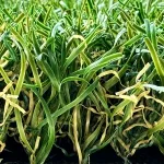 Artificial Playground Turf