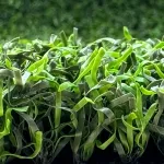 PP Series Non-Infill Putting Green