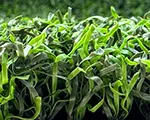 PP Series Non-Infill Putting Green