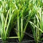 TenCate Synthetic Soccer Turf